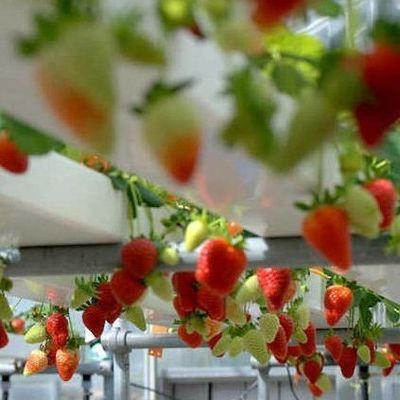 Steel Cover Hydroponic Vertical Farming Container Greenhouse with Advanced Technology