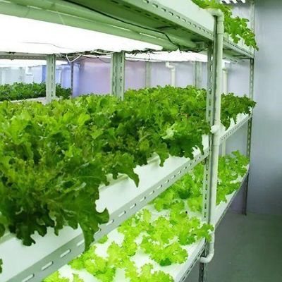 Steel Cover Hydroponic Vertical Farming Container Greenhouse with Advanced Technology