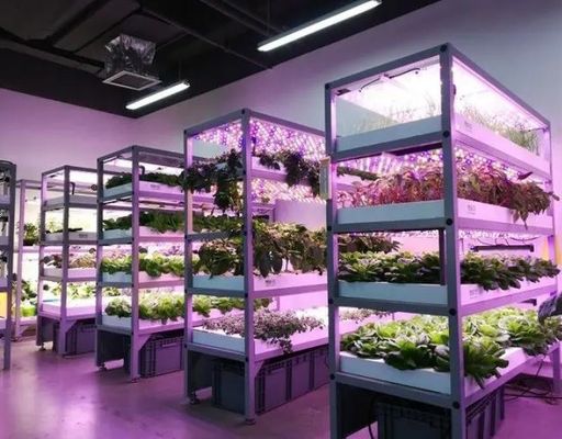 Steel Cover Hydroponic Vertical Farming Container Greenhouse with Advanced Technology