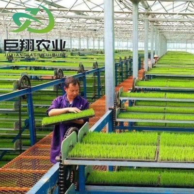 Double Layer Hydroponic System High Tunnel Film Greenhouse with Customization Option