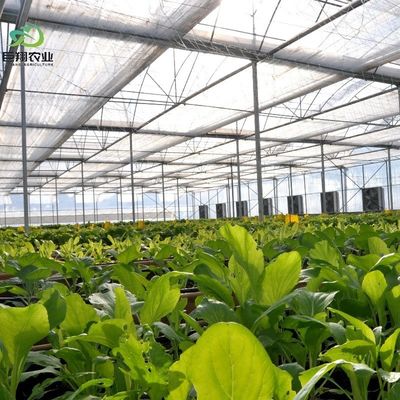 Hydroponic Cultivation Greenhouse Covered with Plastic Sheet and Single Span Design
