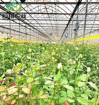 Customization Juxiang Greenhouse's Customizable Commercial Film and Glass Greenhouse