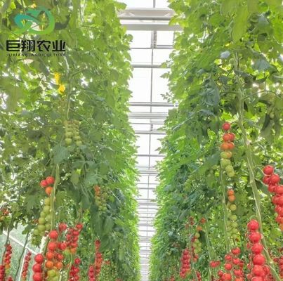 US Currency Juxiang Agricultural Nft Hydroponics System Glass Greenhouse for Vegetable