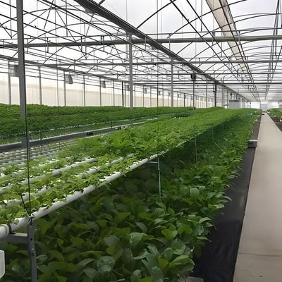 Multi-Span Hydroponic System for Farm Film Greenhouse Package Gross Weight 2000.000kg