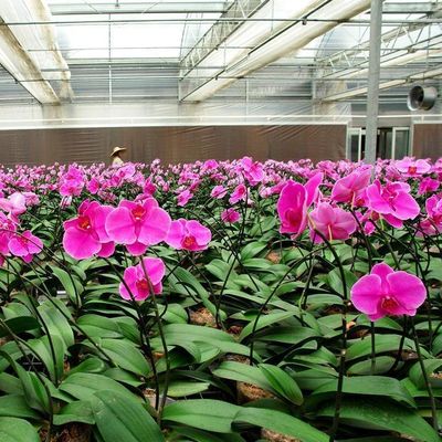 Juxiang Hydroponic Farm Film Greenhouse with Steel Structure and 30-day Return refunds