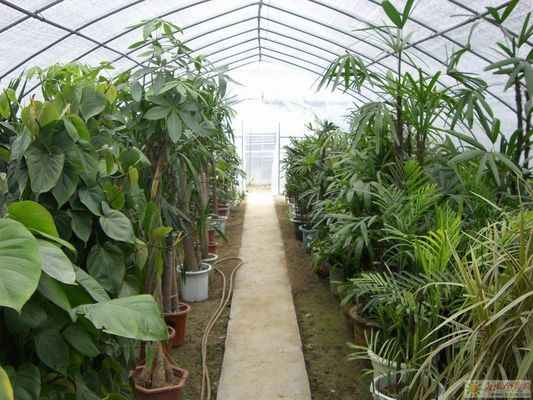 Juxiang Hydroponic Farm Film Greenhouse with Steel Structure and 30-day Return refunds