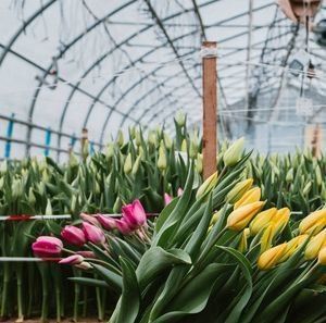 Customizable Hydroponic System for Vegetables and Flowers Tailored to Meet Your Needs
