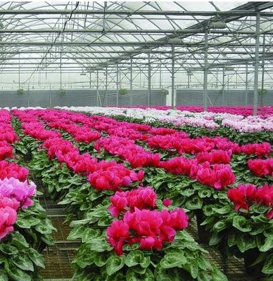 Customizable Hydroponic System for Vegetables and Flowers Tailored to Meet Your Needs
