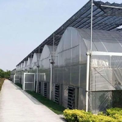 Customizable Hydroponic System for Vegetables and Flowers Tailored to Meet Your Needs