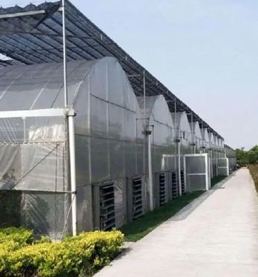 Juxiang Multi-Span Humidity Control Greenhouse for Peppers Film Greenhouse Department
