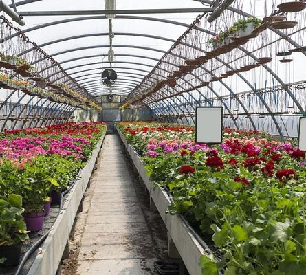 Juxiang Multi-Span Humidity Control Greenhouse for Peppers Film Greenhouse Department