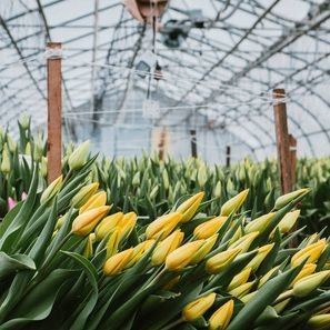 Juxiang Multi-Span Humidity Control Greenhouse for Peppers Film Greenhouse Department
