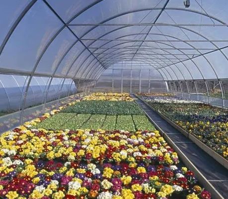 US Currency Single-Pan Hydroponic System for Greenhouse Vegetable Farming Performance