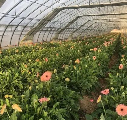 Multi-Span Juxiang Hydroponic System Humidity Greenhouse for Flowers Return refunds