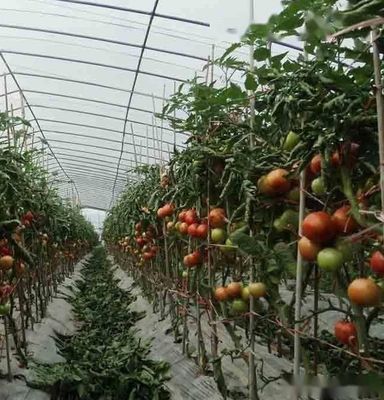Multi-Span Juxiang Hydroponic System Humidity Greenhouse for Flowers Return refunds