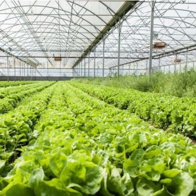 Multi-Span Juxiang Hydroponic System Humidity Greenhouse for Flowers Return refunds