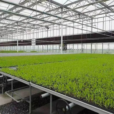 Hot Water Heating Multi-Span Seedling Glass Greenhouse for Hydroponics Stromal Control