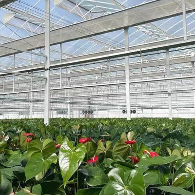Hot Water Heating Multi-Span Seedling Glass Greenhouse for Hydroponics Stromal Control