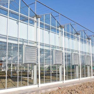 Hot Water Heating Multi-Span Seedling Glass Greenhouse for Hydroponics Stromal Control