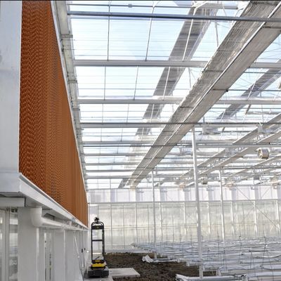 Hot Water Heating Multi-Span Seedling Glass Greenhouse for Hydroponics Stromal Control
