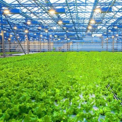 Venlo Hollow Double Layer Tempered Glass Greenhouse for Hydroponics Growing System