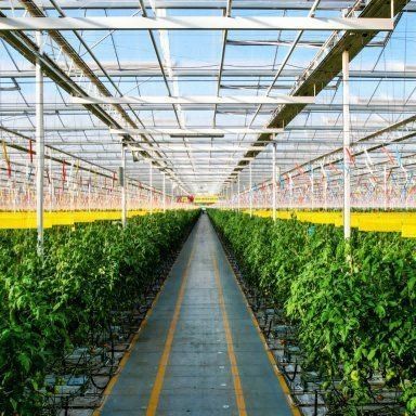 Venlo Hollow Double Layer Tempered Glass Greenhouse for Hydroponics Growing System