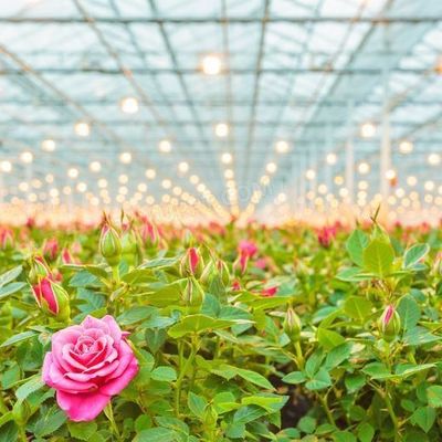 Venlo Hollow Double Layer Tempered Glass Greenhouse for Hydroponics Growing System