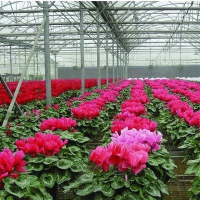 US Single-Arch Hydroponics Greenhouse for Pepper Production Package Gross Weight 2000.000kg