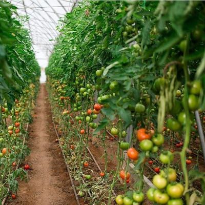US Single-Arch Hydroponics Greenhouse for Pepper Production Package Gross Weight 2000.000kg