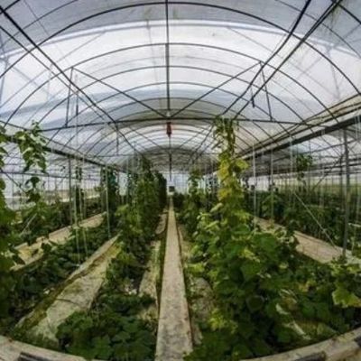 1209.00cm * 235.00cm * 239.00cm Customizable Film Greenhouse for Vegetable Farming