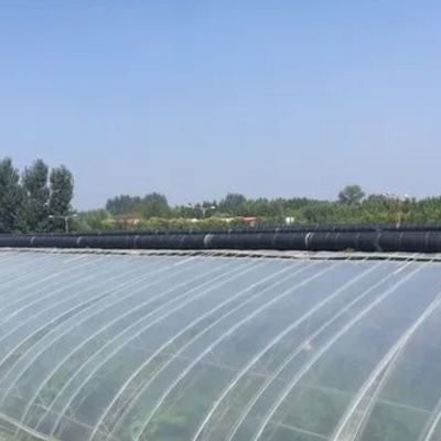 1209.00cm * 235.00cm * 239.00cm Customizable Film Greenhouse for Vegetable Farming