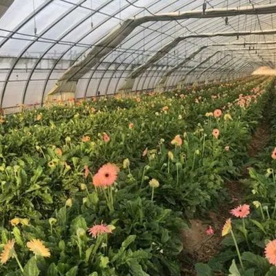 1209.00cm * 235.00cm * 239.00cm Customizable Film Greenhouse for Vegetable Farming