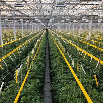 Origin Vegetable and Flower Glass Greenhouse with Hydroponics Cultivation Method