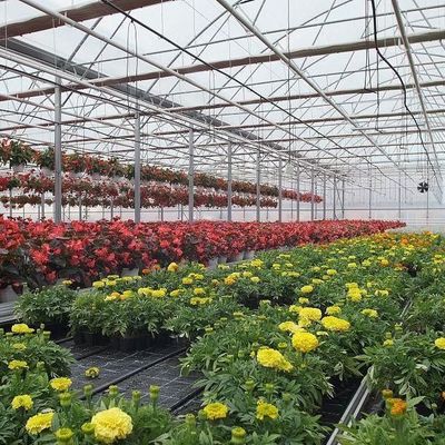 2000.000kg Package Gross Weight Anti-Drip Fogging Film Greenhouse for Vegetable Farming