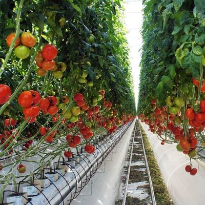 2000.000kg Package Gross Weight Anti-Drip Fogging Film Greenhouse for Vegetable Farming