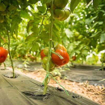 2000.000kg Package Gross Weight Anti-Drip Fogging Film Greenhouse for Vegetable Farming