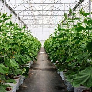 2000.000kg Package Gross Weight Anti-Drip Fogging Film Greenhouse for Vegetable Farming