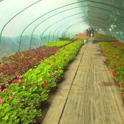 1209cm * 235cm * 239cm Package Size Greenhouse for Tomato and Cucumber Farm Full Payment