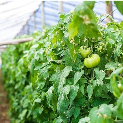 1209cm * 235cm * 239cm Package Size Greenhouse for Tomato and Cucumber Farm Full Payment