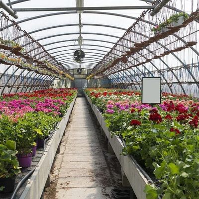 1209cm * 235cm * 239cm Package Size Greenhouse for Tomato and Cucumber Farm Full Payment