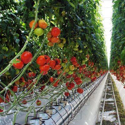 1209cm * 235cm * 239cm Package Size Greenhouse for Tomato and Cucumber Farm Full Payment