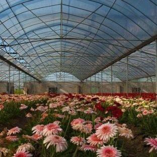 Customization Option Juxiang Hydroponic System Vegetable Cultivation Film Greenhouse