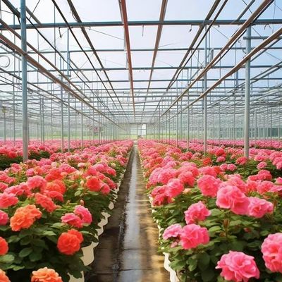 Glass Greenhouse with Hydroponics Growing Customized Request Roofing Shape A Type Roof