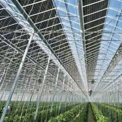 Glass Greenhouse with Hydroponics Growing Customized Request Roofing Shape A Type Roof