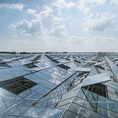 Glass Greenhouse with Hydroponics Growing Customized Request Roofing Shape A Type Roof