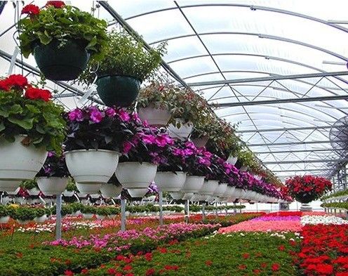 Multi-Span Single-Pan Hydroponic Tomato Cultivation Greenhouse for Aquaculture Market