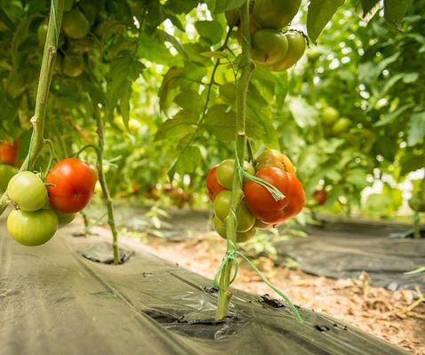 Multi-Span Single-Pan Hydroponic Tomato Cultivation Greenhouse for Aquaculture Market