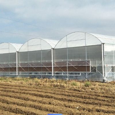 Single-Arch Greenhouse for Flower Farming Boost Your Flower Production