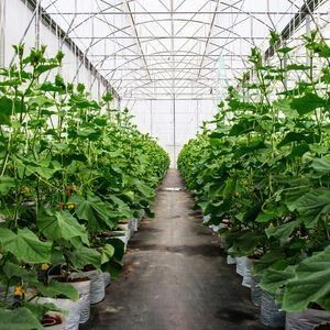 Single-Arch Greenhouse for Flower Farming Boost Your Flower Production
