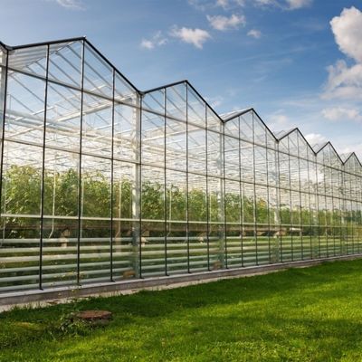 Glass Greenhouse with Hydroponics Growing System Commercial Greenhouse Promotion
